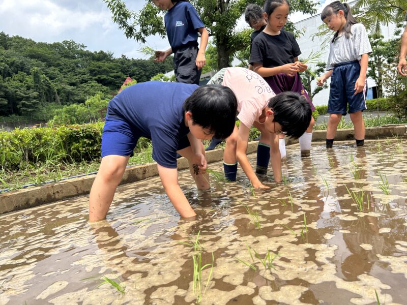 5年生「ゆたか」田植え